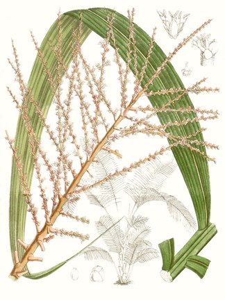 Framed Palm Melange VII Print