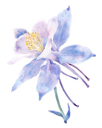 Framed Columbine Bloom II Print