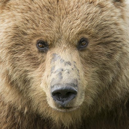 Framed Bear Life I Print