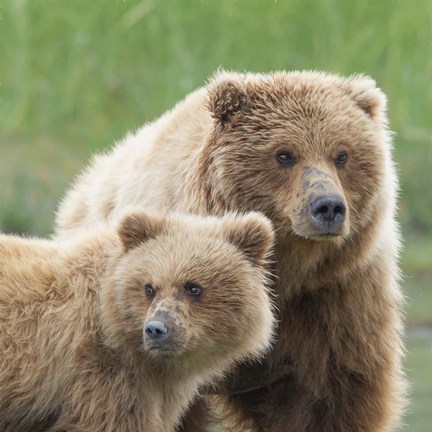 Framed Bear Life III Print