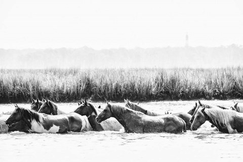 Framed Water Horses III Print