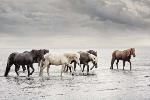 Framed Water Horses IV Print