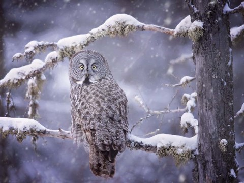 Framed Owl in the Snow III Print