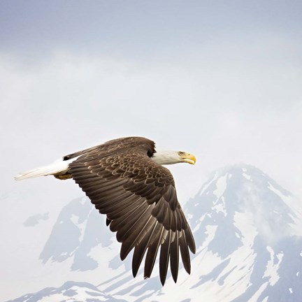 Framed Majestic Eagle I Print
