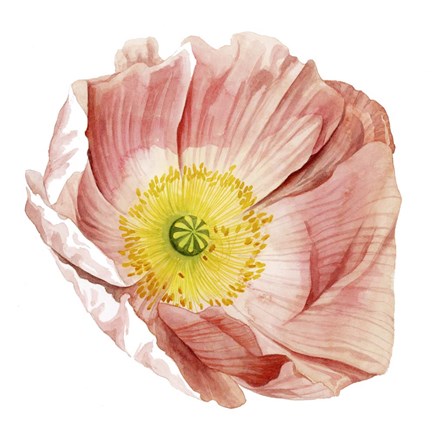 Framed Market Poppy II Print