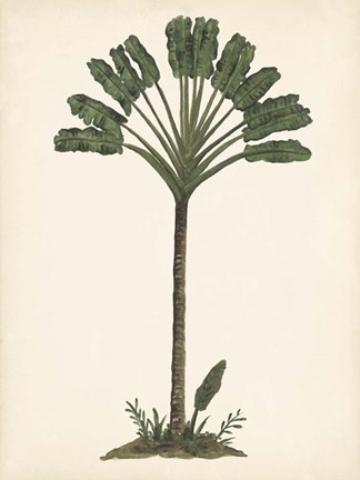 Framed Palm Tree Study I Print