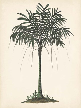 Framed Palm Tree Study II Print