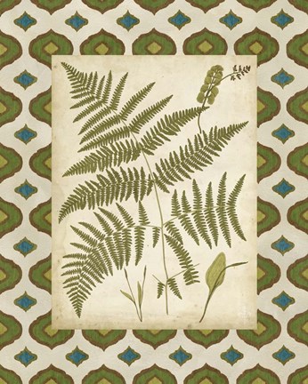 Framed Moroccan Ferns IV Print