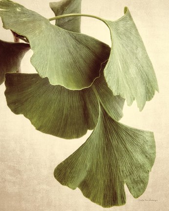 Framed Gingko Color Print