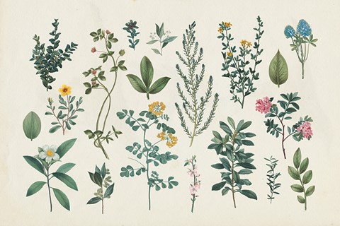 Framed Victorian Garden III Print