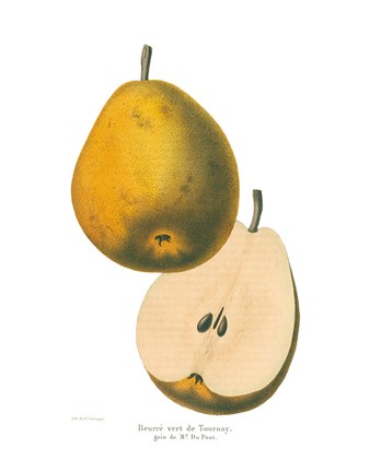 Framed Tournay on White Print