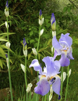 Framed Blue Irises Print