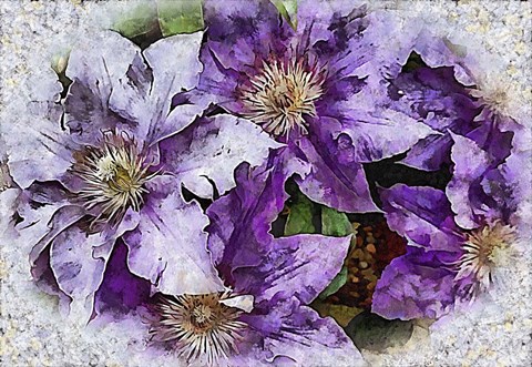 Framed Dreams of Lilac Clematis Print