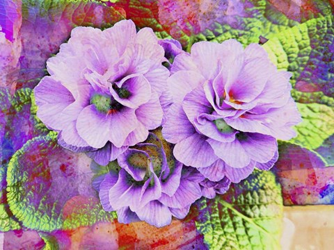 Framed Primula Lilac Fantasy Print