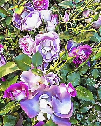 Framed Soft Lilac Rose Print