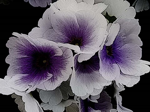 Framed Vainglorious Violet Print