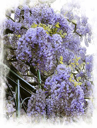 Framed Wisteria Clouds Print