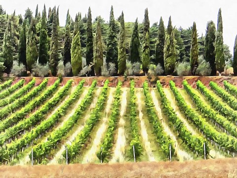 Framed Cypresses and A Vineyard In Umbria Print