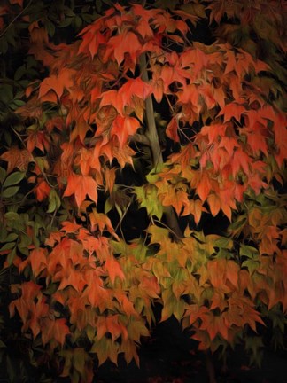 Framed Fall Colours 1 Print