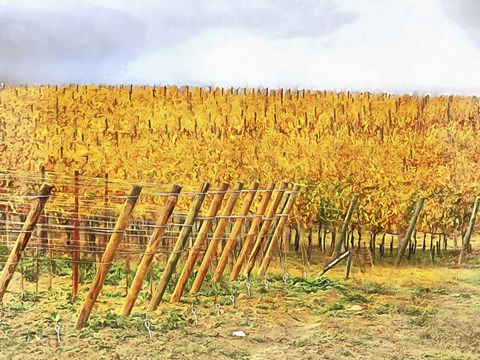Framed Grape Vines In Autumn Print