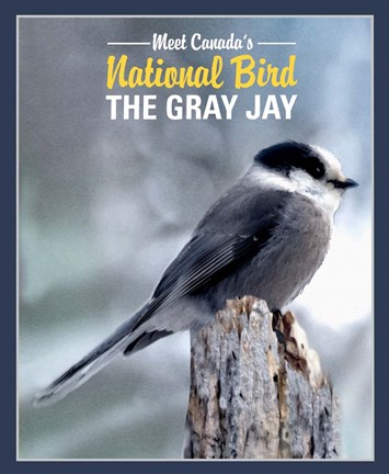 Framed Gray Jay Canada&#39;s National Bird Print
