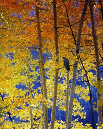 Framed Autumn Aspen Raven Print