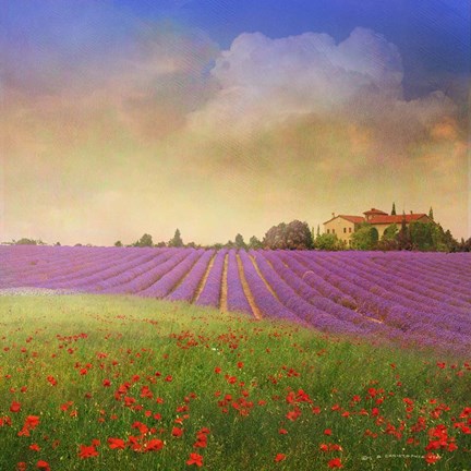 Framed Lavender Fields Print