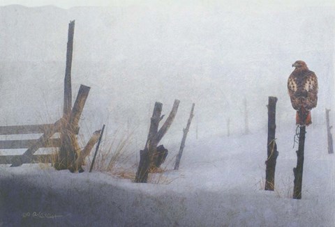 Framed Foggy Fence Redtail Print
