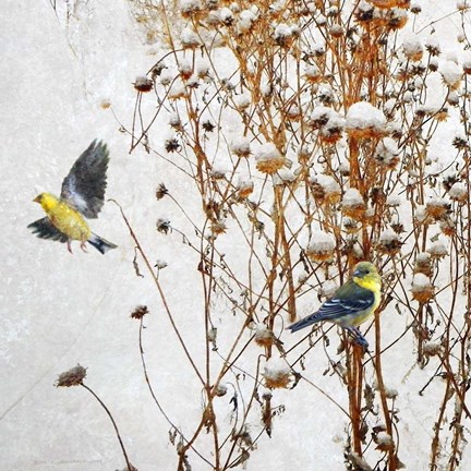 Framed Goldfinch Print