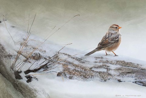 Framed Snowscape Wc Sparrow Print