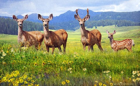 Framed Deer Family Print