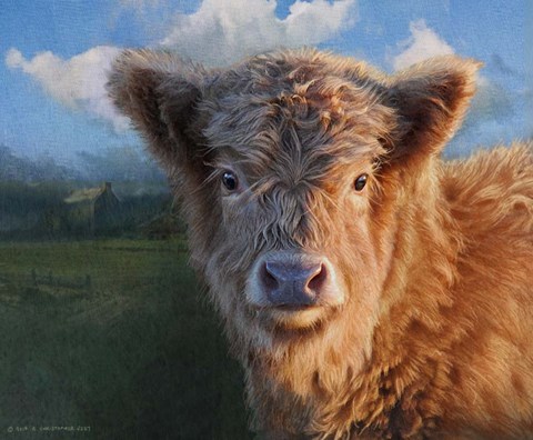 Framed Highland Calf Print