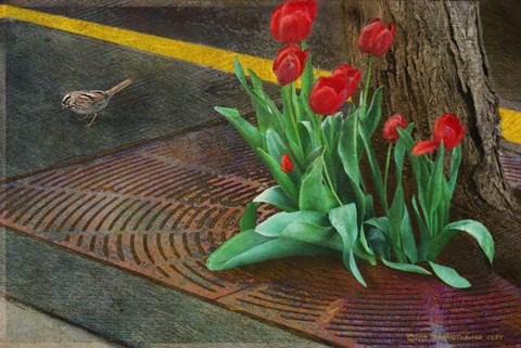 Framed Sparrow,Tulips And Sidewalk Print