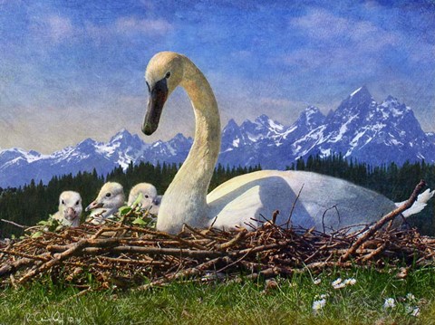 Framed Swan Nest Print