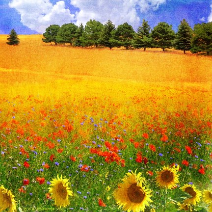 Framed Golden Field Print