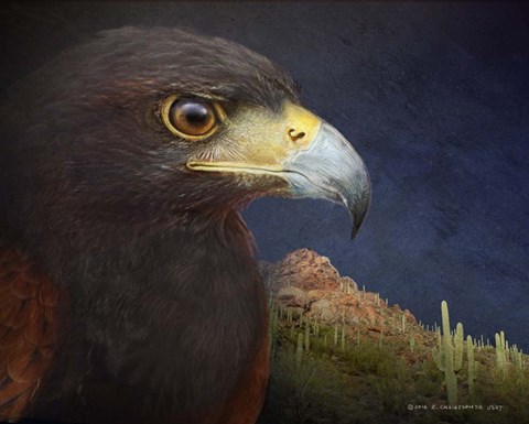 Framed Harris Hawk Study 2 Print