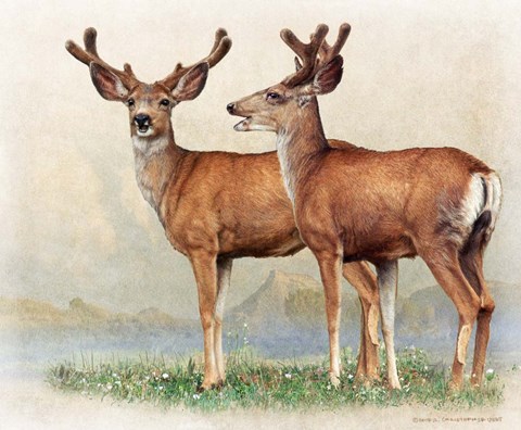 Framed Laughing Deer Print