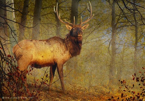 Framed Aspen Forest Bull Elk Print