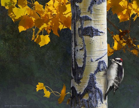 Framed Aspen Downy Woodpecker Print