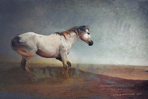 Framed White Horse Dust Storm Print