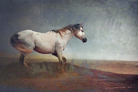 Framed White Horse Dust Storm Print