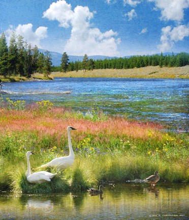 Framed Swans Madison River Print