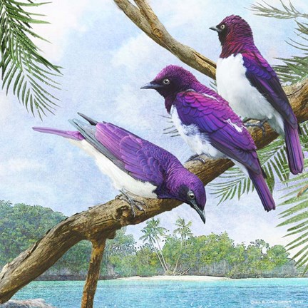 Framed Oceanside Purple Starlings Print