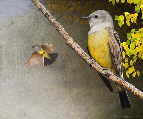 Framed Kingbirds Print
