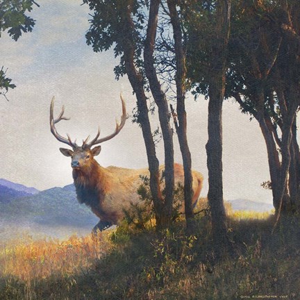 Framed Mountain Elk Print