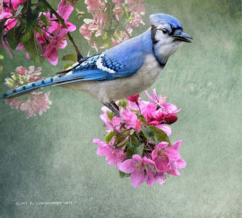 Framed Bluejay Amid Blooms Print