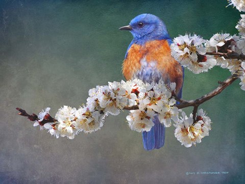 Framed Apple Blossoms Bluebird Print