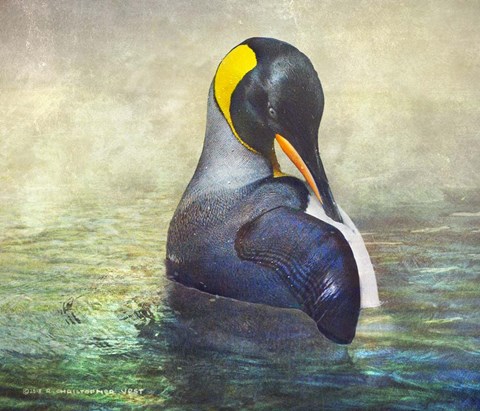 Framed King Penguin Preening Print