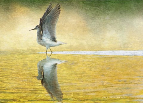 Framed Yellowlegs Wings Up Print