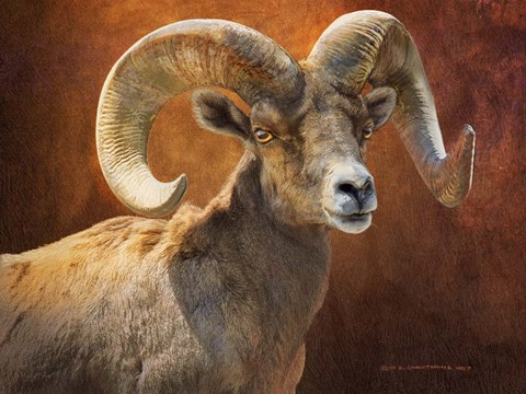 Framed Bighorn Portrait Print